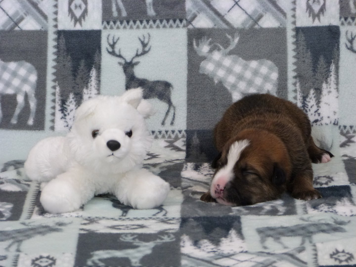 chinook puppy